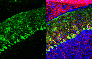 Anti-Calbindin antibody [GT386] used in IHC (Frozen sections) (IHC-Fr). GTX634833