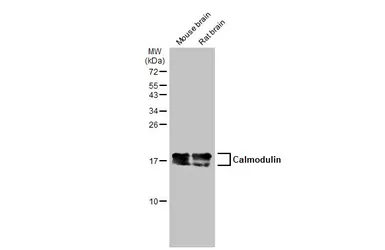 Anti-Calmodulin antibody [GT117] used in Western Blot (WB). GTX634835