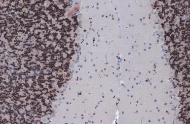 Anti-PAX6 antibody [GT9412] used in IHC (Paraffin sections) (IHC-P). GTX634863