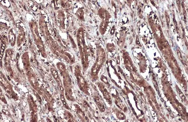 Anti-GAPDH antibody [GT239] - VetSignal used in IHC (Paraffin sections) (IHC-P). GTX635013
