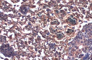 Anti-DAG1 / beta Dystroglycan antibody [GT9112] used in IHC (Paraffin sections) (IHC-P). GTX635178
