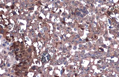 Anti-DAG1 / beta Dystroglycan antibody [GT835] used in IHC (Paraffin sections) (IHC-P). GTX635179