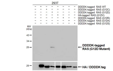 Anti-RAS (G12D Mutant) antibody [HL10] used in Western Blot (WB). GTX635362