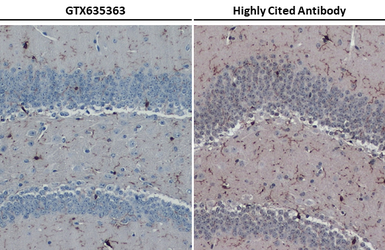 Anti-Iba1 antibody [HL22] used in IHC (Paraffin sections) (IHC-P). GTX635363