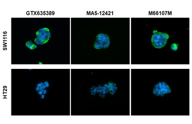 Anti-CA19-9 antibody [GT933] used in Immunocytochemistry/ Immunofluorescence (ICC/IF). GTX635389