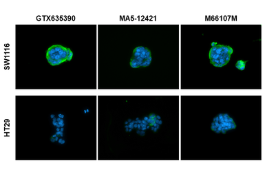 Anti-CA19-9 antibody [GT252] used in Immunocytochemistry/ Immunofluorescence (ICC/IF). GTX635390