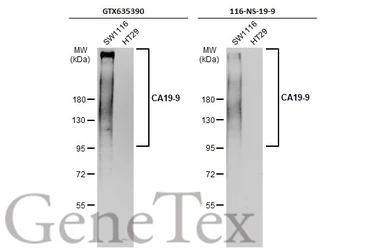 Anti-CA19-9 antibody [GT252] used in Western Blot (WB). GTX635390