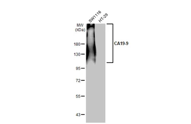 Anti-CA19-9 antibody [GT252] used in Western Blot (WB). GTX635390