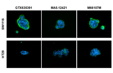 Anti-CA19-9 antibody [GT8510] used in Immunocytochemistry/ Immunofluorescence (ICC/IF). GTX635391