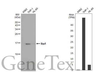 Anti-Iba1 antibody [HL22-RT] used in Western Blot (WB). GTX635400