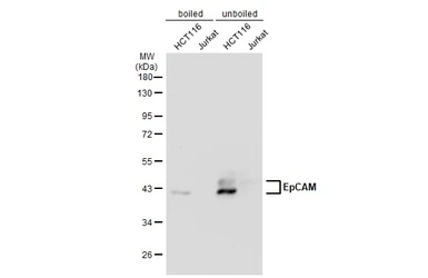 Anti-EpCAM antibody [GT7711] used in Western Blot (WB). GTX635473