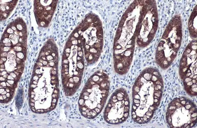 Anti-GPX2 antibody [HL125] used in IHC (Paraffin sections) (IHC-P). GTX635477