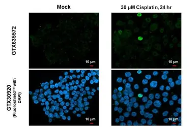 Anti-Chk1 (phospho Ser345) antibody [HL122] used in Immunocytochemistry/ Immunofluorescence (ICC/IF). GTX635572