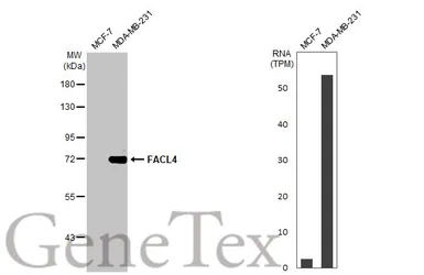 Anti-FACL4 antibody [HL229] used in Western Blot (WB). GTX635616