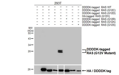 Anti-RAS (G12V Mutant) antibody [HL169] used in Western Blot (WB). GTX635623