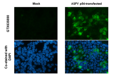 Anti-ASFV p54 antibody [GT853] used in Immunocytochemistry/ Immunofluorescence (ICC/IF). GTX635690