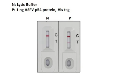 Anti-ASFV p54 antibody [GT1075] used in Lateral Flow (Lateral Flow). GTX635691