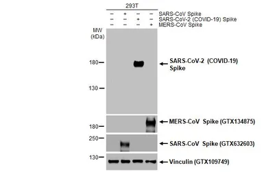 Anti-SARS-CoV-2 (COVID-19) Spike RBD antibody [HL257] used in Western Blot (WB). GTX635692
