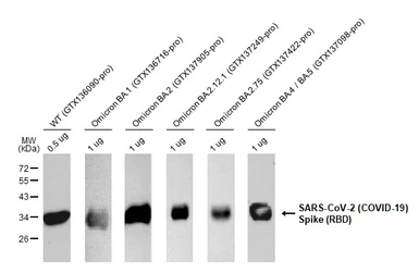 Anti-SARS-CoV-2 (COVID-19) Spike RBD antibody [HL257] used in Western Blot (WB). GTX635692