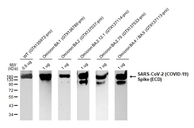 Anti-SARS-CoV-2 (COVID-19) Spike RBD antibody [HL257] used in Western Blot (WB). GTX635692