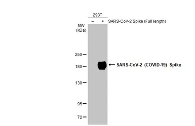 Anti-SARS-CoV-2 (COVID-19) Spike RBD antibody [HL257] used in Western Blot (WB). GTX635692