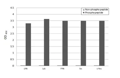 Anti-LYN (phospho Tyr397) antibody [HL122] used in  (). GTX635694