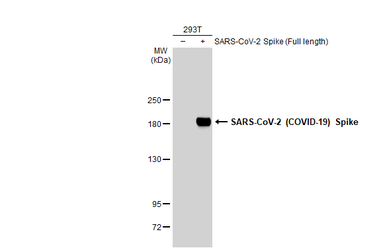 Anti-SARS-CoV-2 (COVID-19) Spike S1 antibody [HL13402] used in Western Blot (WB). GTX635713