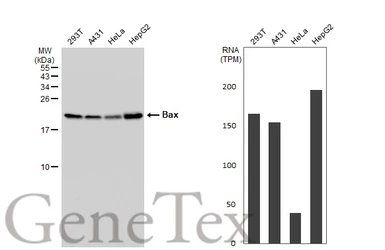 Anti-Bax antibody [HL236] used in Western Blot (WB). GTX635715