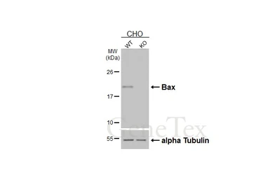 Anti-Bax antibody [HL236] used in Western Blot (WB). GTX635715