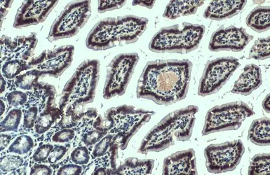 Anti-SMCR8 antibody [HL1007] used in IHC (Paraffin sections) (IHC-P). GTX635798
