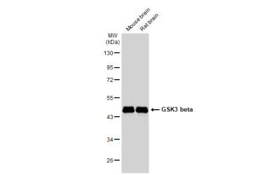 Anti-GSK3 beta antibody [GT16711] used in Western Blot (WB). GTX635816