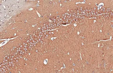 Anti-GSK3 beta antibody [GT16711] used in IHC (Paraffin sections) (IHC-P). GTX635816