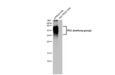 Anti-PEG (methoxy group) antibody [HL1020] used in Western Blot (WB). GTX635825
