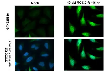 Anti-NRF2 antibody [HL1021] used in Immunocytochemistry/ Immunofluorescence (ICC/IF). GTX635826