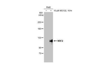 Anti-NRF2 antibody [HL1021] used in Western Blot (WB). GTX635826