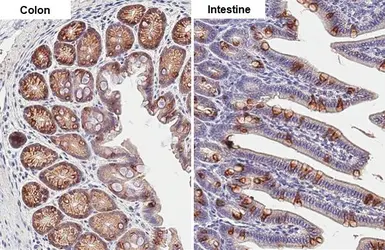 Anti-Anterior Gradient 2 antibody [HL1024] used in IHC (Paraffin sections) (IHC-P). GTX635838