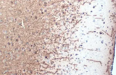 Anti-Myelin basic protein antibody [HL1033] used in IHC (Paraffin sections) (IHC-P). GTX635873