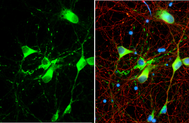 Anti-Myelin basic protein antibody [HL1033] used in Immunocytochemistry/ Immunofluorescence (ICC/IF). GTX635873