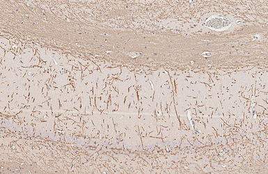 Anti-Myelin basic protein antibody [HL1033] used in IHC (Paraffin sections) (IHC-P). GTX635873