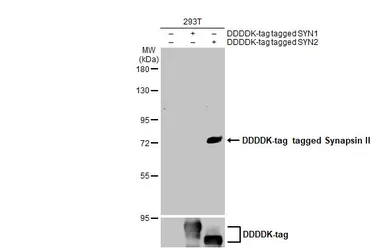 Anti-Synapsin II antibody [GT763] used in Western Blot (WB). GTX635896