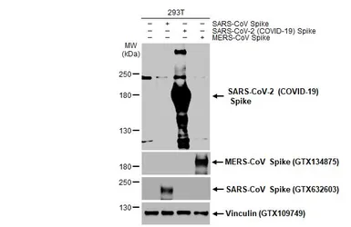 Anti-SARS-CoV-2 (COVID-19) Spike S2 / S2' antibody [HL1039] used in Western Blot (WB). GTX635911