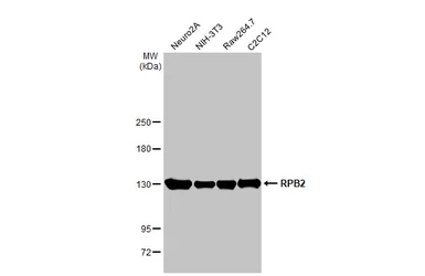 Anti-RPB2 antibody [HL1042] used in Western Blot (WB). GTX635976