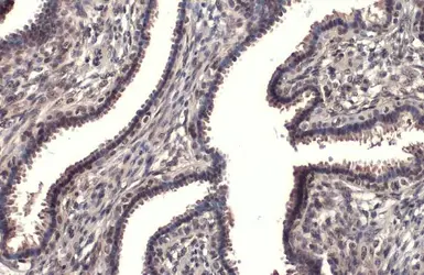 Anti-RPB2 antibody [HL1042] used in IHC (Paraffin sections) (IHC-P). GTX635976