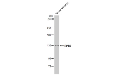 Anti-RPB2 antibody [HL1042] used in Western Blot (WB). GTX635976