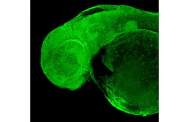 Anti-RPB2 antibody [HL1042] used in IHC (Whole mount) (IHC-Wm). GTX635976