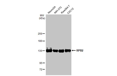 Anti-RPB2 antibody [HL1043] used in Western Blot (WB). GTX635977