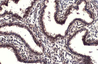 Anti-RPB2 antibody [HL1043] used in IHC (Paraffin sections) (IHC-P). GTX635977