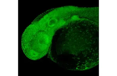 Anti-RPB2 antibody [HL1043] used in IHC (Whole mount) (IHC-Wm). GTX635977