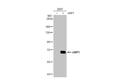 Anti-cIAP1 antibody [HL1045] used in Western Blot (WB). GTX635979