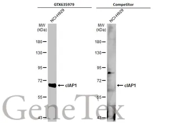 Anti-cIAP1 antibody [HL1045] used in Western Blot (WB). GTX635979
